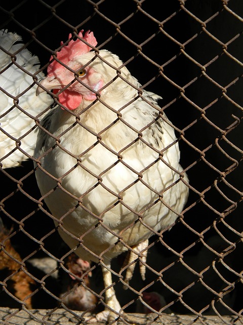 也为中国羽 也为中国羽